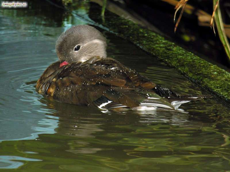 duck; DISPLAY FULL IMAGE.