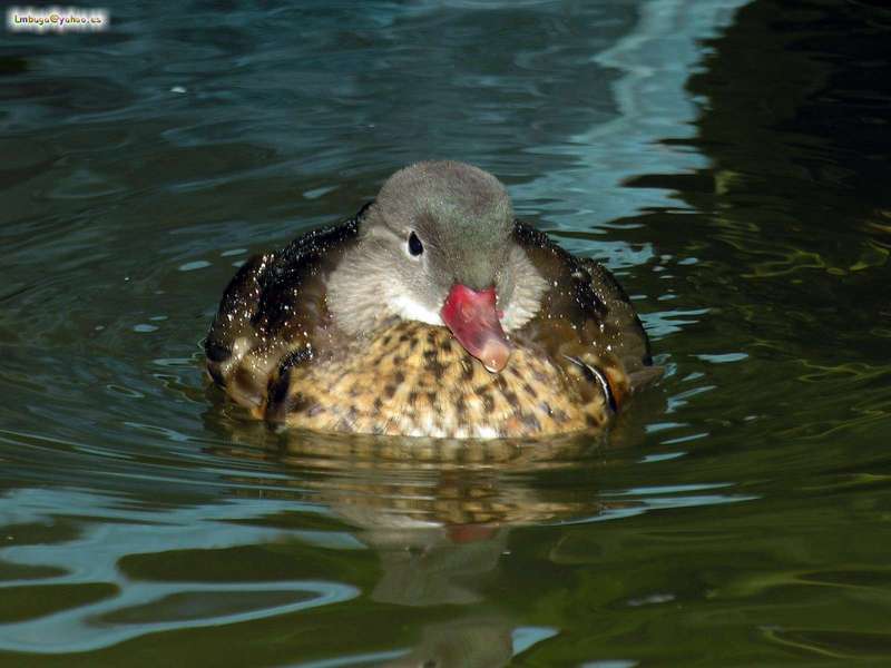 duck; DISPLAY FULL IMAGE.