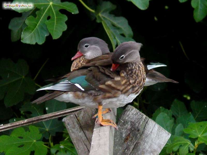 duck; DISPLAY FULL IMAGE.