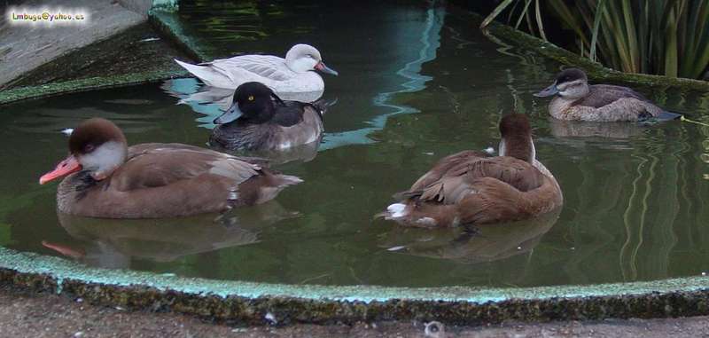 duck; DISPLAY FULL IMAGE.