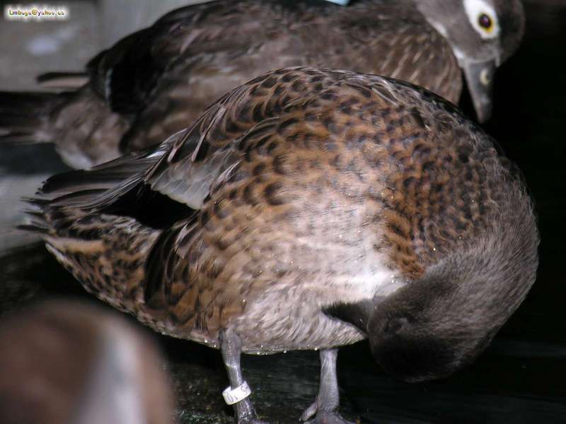 duck; DISPLAY FULL IMAGE.