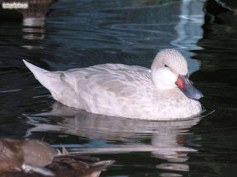 duck; DISPLAY FULL IMAGE.