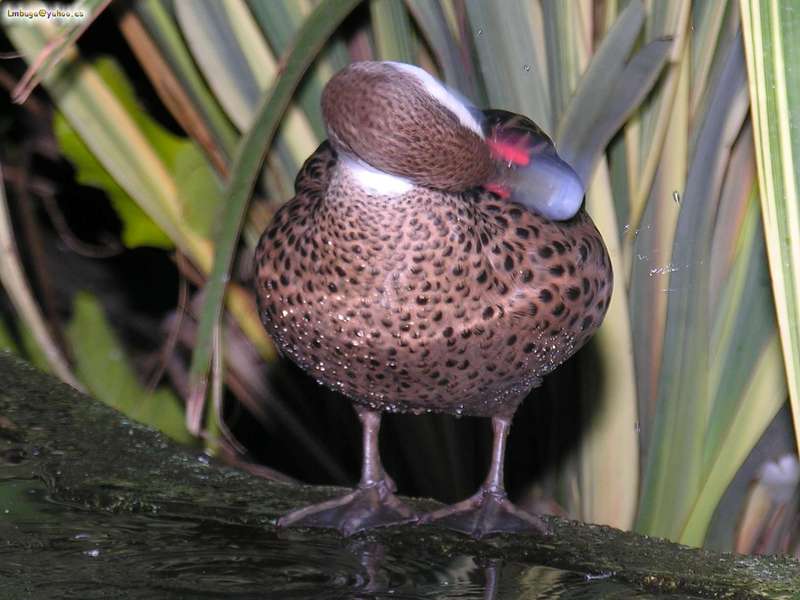 duck; DISPLAY FULL IMAGE.