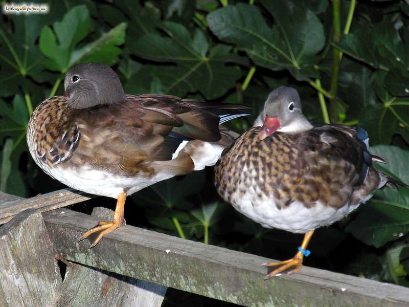 duck; DISPLAY FULL IMAGE.
