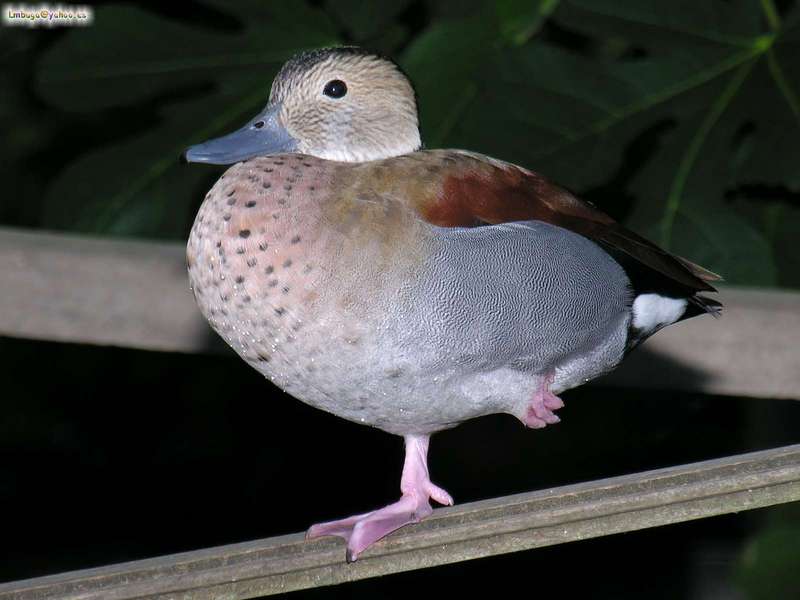 duck; DISPLAY FULL IMAGE.