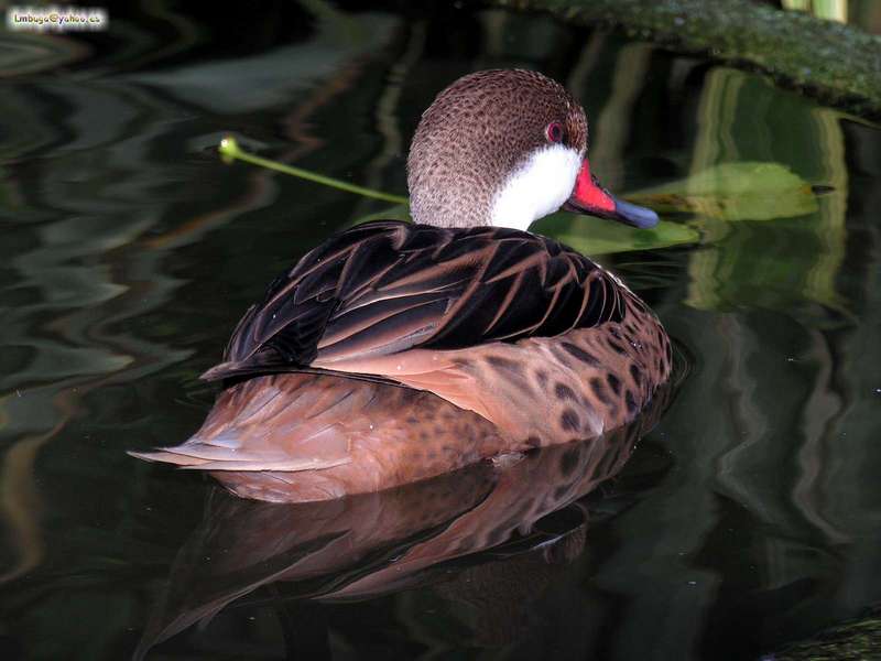 duck; DISPLAY FULL IMAGE.