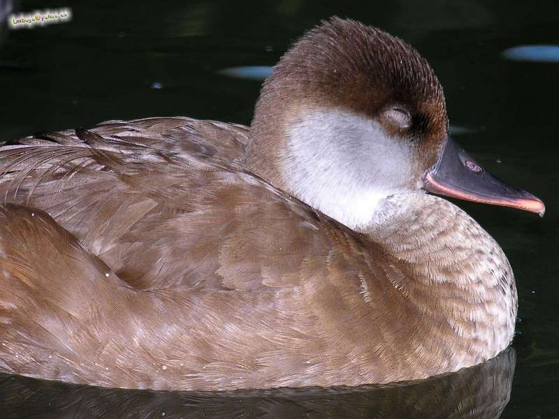 duck; DISPLAY FULL IMAGE.