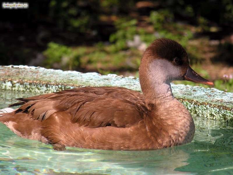 duck; DISPLAY FULL IMAGE.