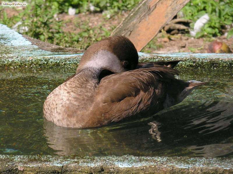 duck; DISPLAY FULL IMAGE.