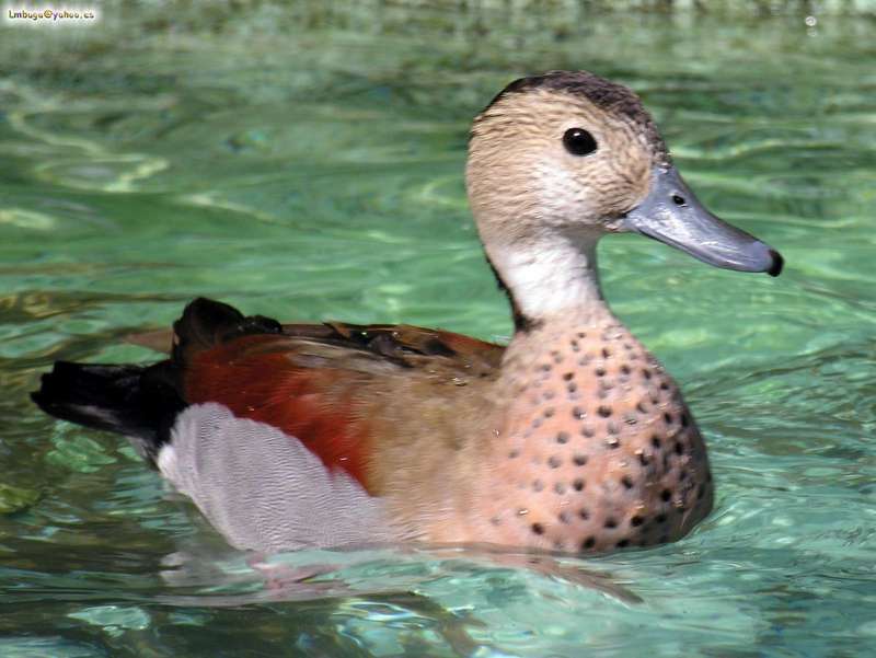 duck; DISPLAY FULL IMAGE.