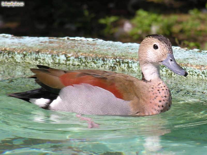 duck; DISPLAY FULL IMAGE.
