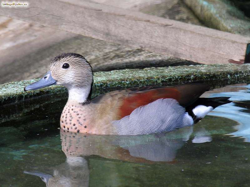 duck; DISPLAY FULL IMAGE.