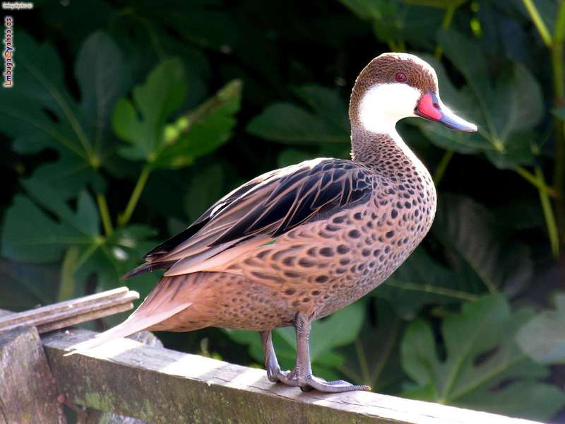 duck; DISPLAY FULL IMAGE.