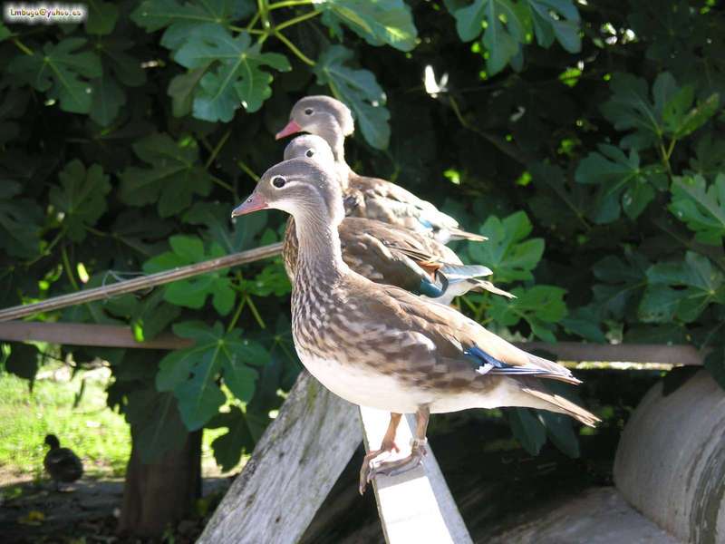 duck; DISPLAY FULL IMAGE.
