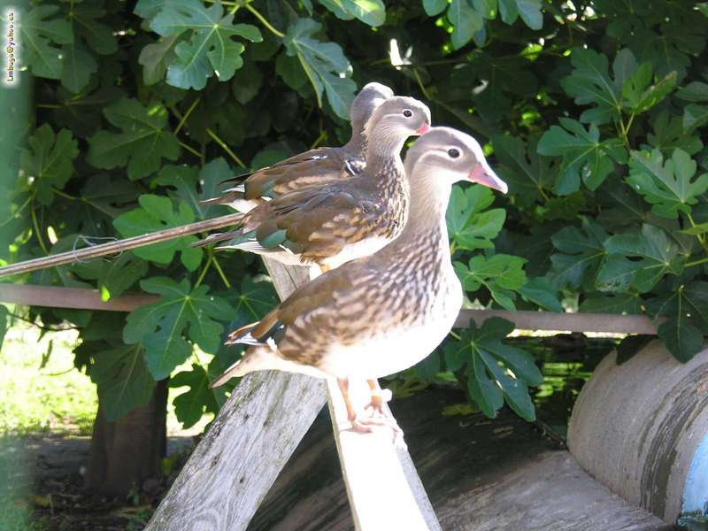 duck; DISPLAY FULL IMAGE.