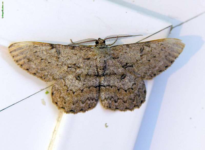 Moth; DISPLAY FULL IMAGE.
