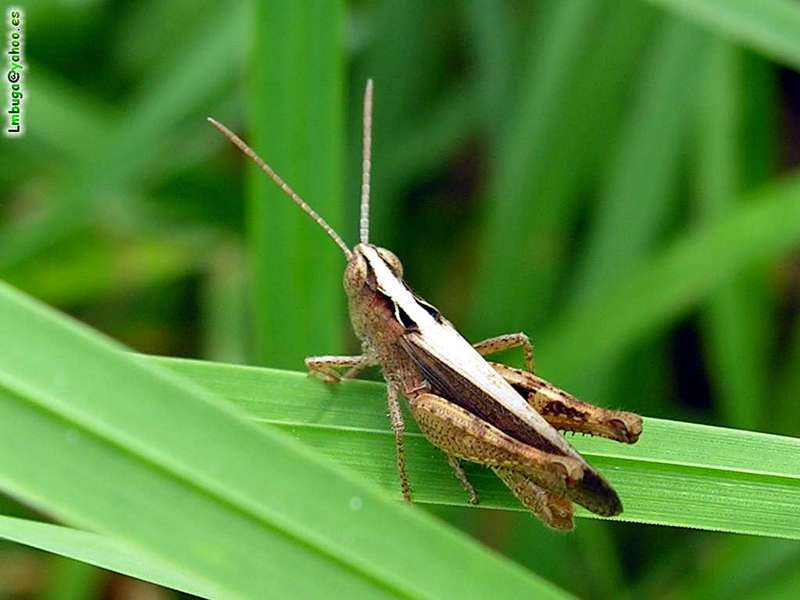 grasshopper; DISPLAY FULL IMAGE.