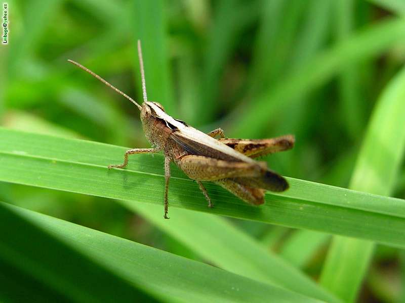 grasshopper; DISPLAY FULL IMAGE.