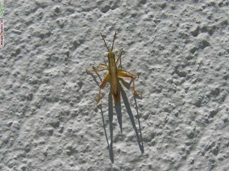 grasshopper; DISPLAY FULL IMAGE.