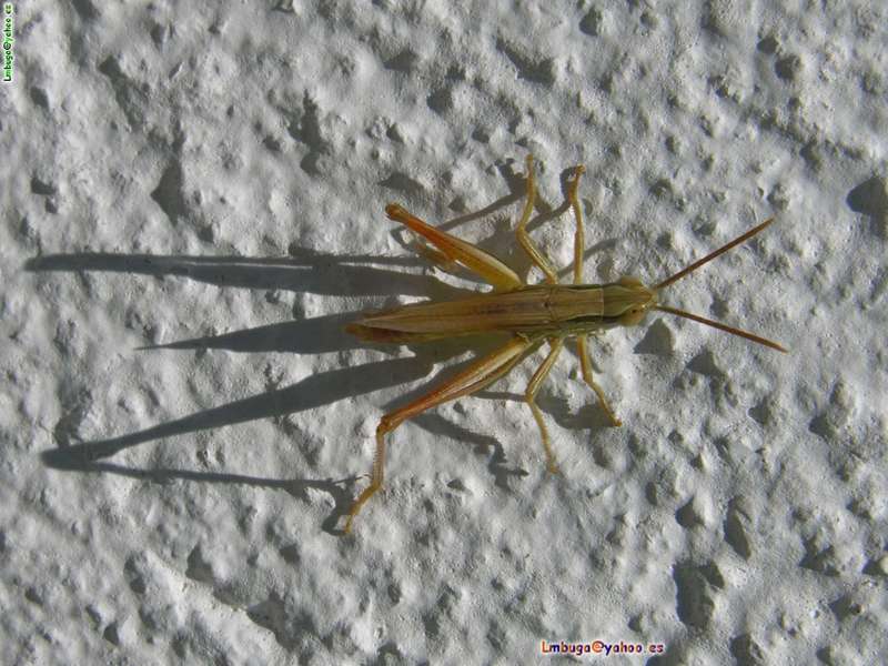 grasshopper; DISPLAY FULL IMAGE.