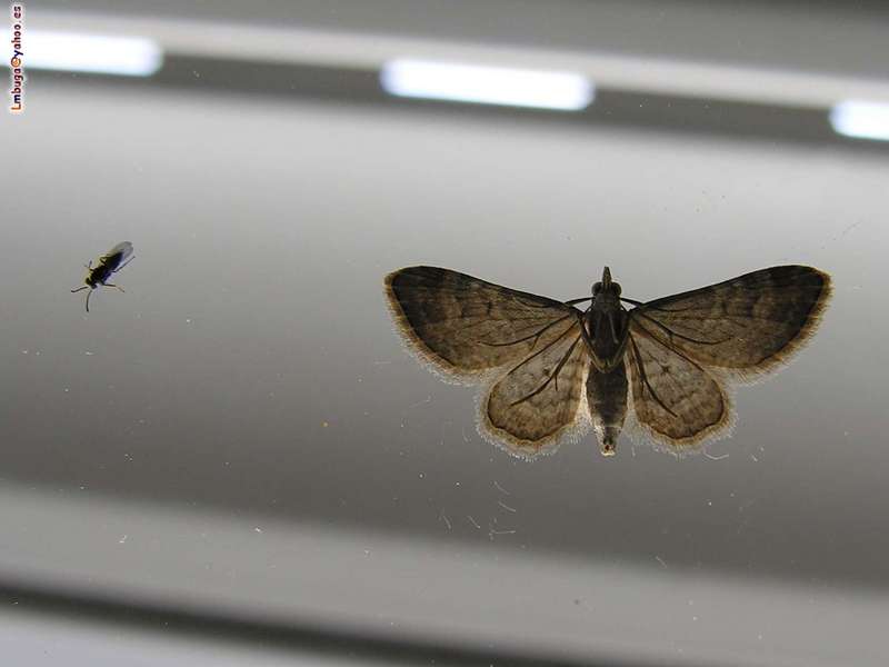 moth; DISPLAY FULL IMAGE.