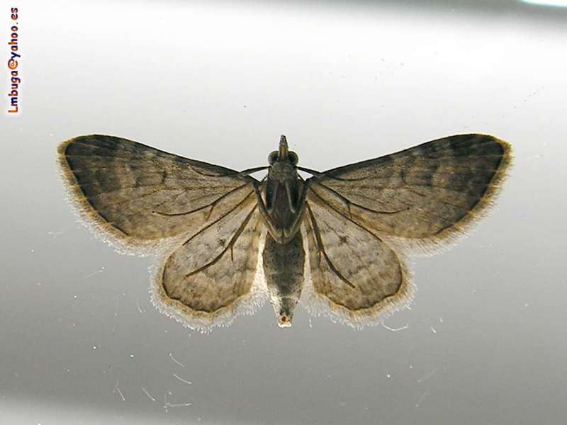 moth; DISPLAY FULL IMAGE.