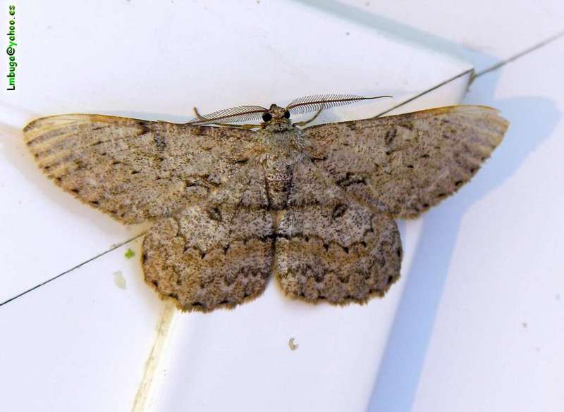 moth; DISPLAY FULL IMAGE.