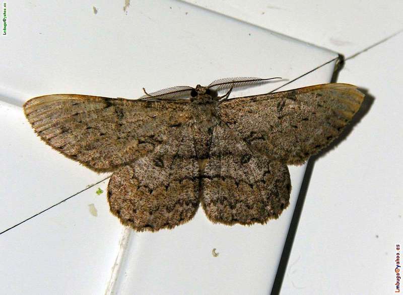 moth; DISPLAY FULL IMAGE.