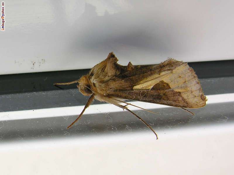 moth; DISPLAY FULL IMAGE.