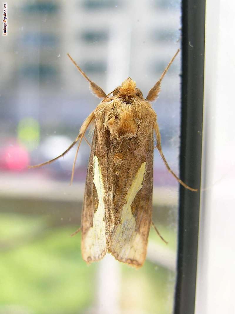 moth; DISPLAY FULL IMAGE.
