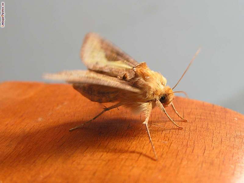 moth; DISPLAY FULL IMAGE.