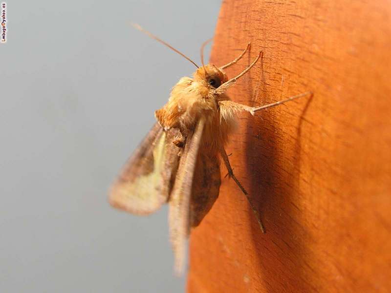 moth; DISPLAY FULL IMAGE.