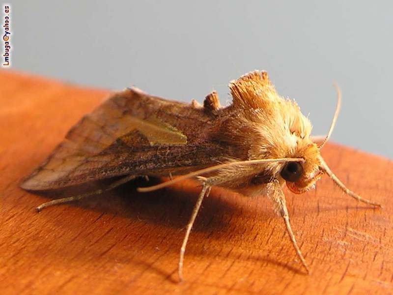 moth; DISPLAY FULL IMAGE.