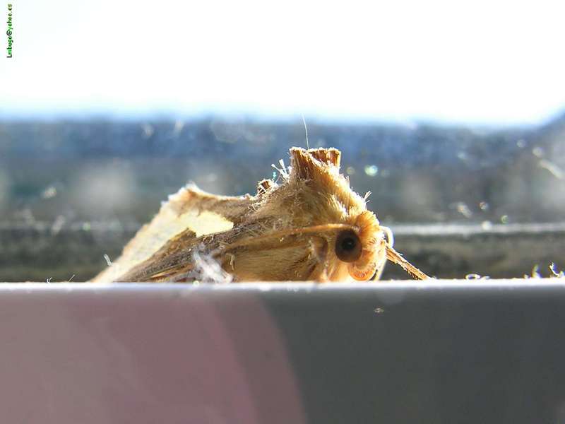 moth; DISPLAY FULL IMAGE.