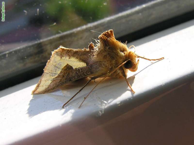 moth; DISPLAY FULL IMAGE.