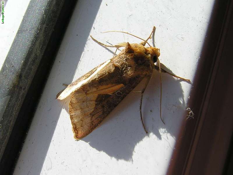 moth; DISPLAY FULL IMAGE.