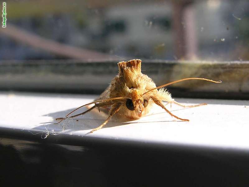 moth; DISPLAY FULL IMAGE.
