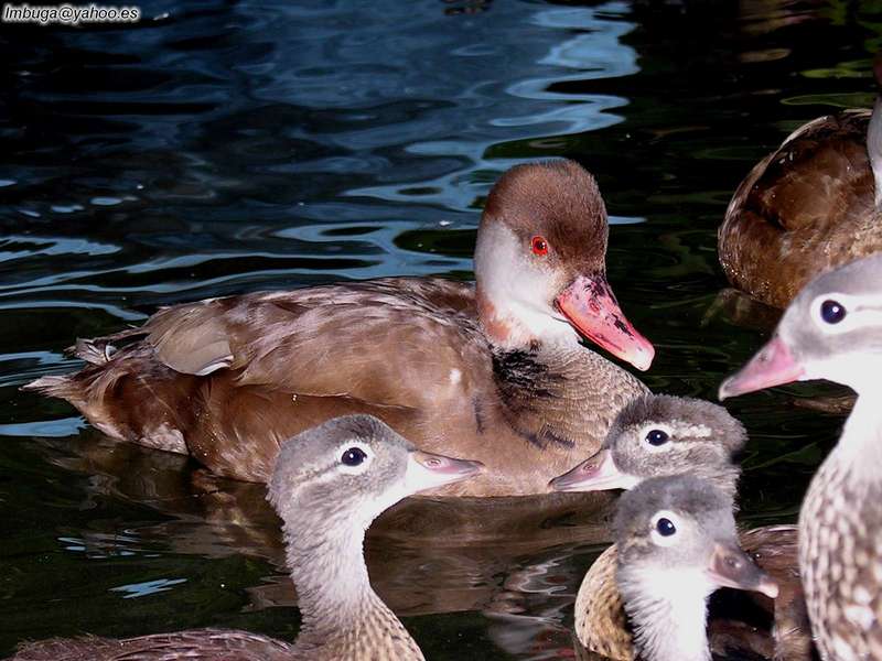 duck; DISPLAY FULL IMAGE.