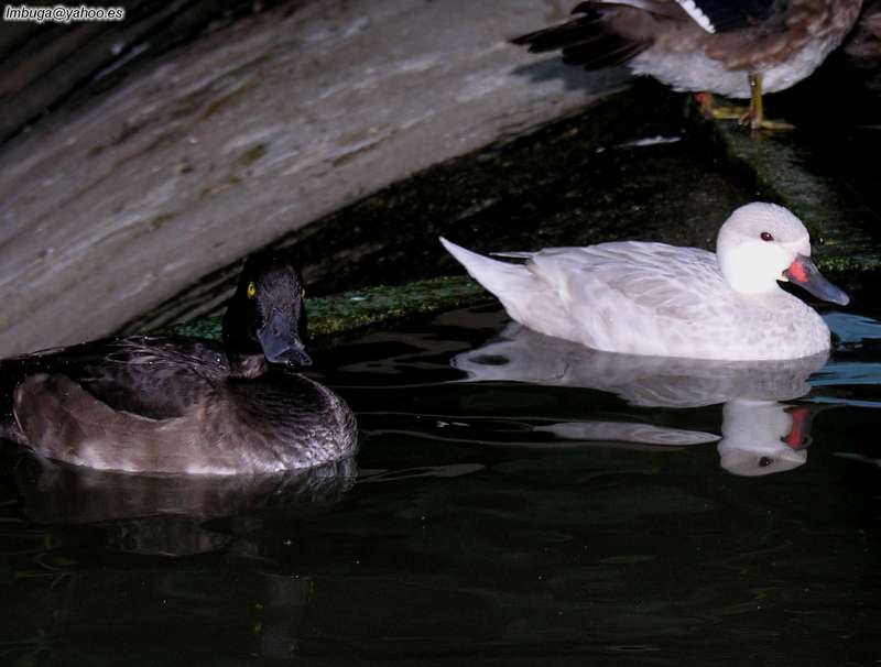 ducks; DISPLAY FULL IMAGE.