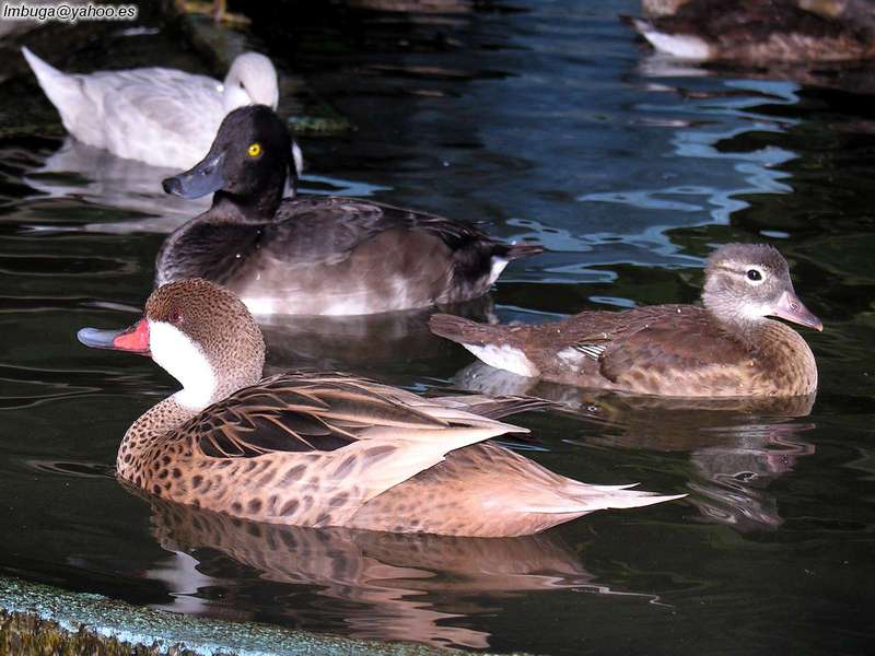 ducks; DISPLAY FULL IMAGE.