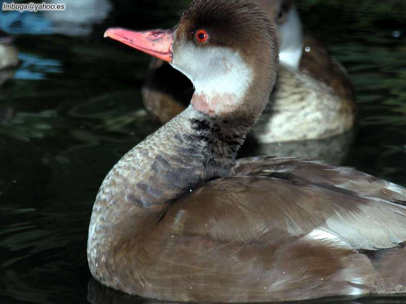 ducks; DISPLAY FULL IMAGE.