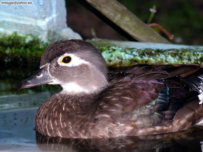 ducks; DISPLAY FULL IMAGE.
