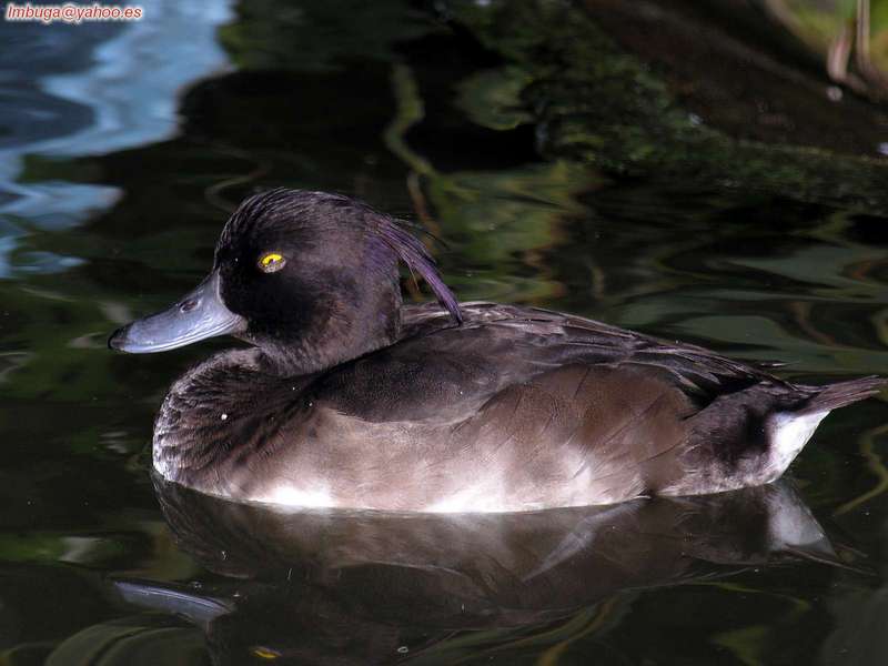 ducks; DISPLAY FULL IMAGE.