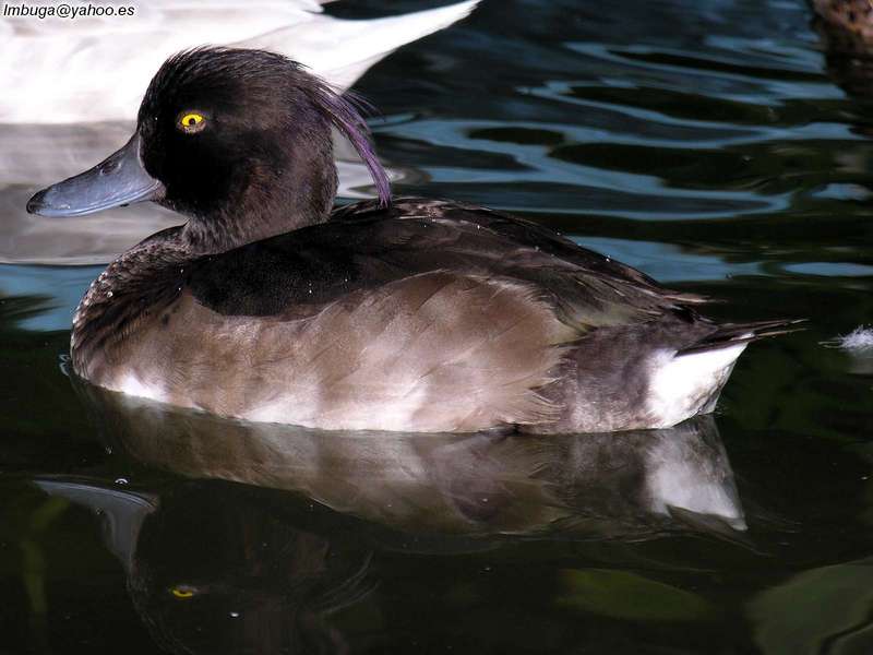 ducks; DISPLAY FULL IMAGE.