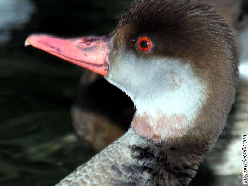 ducks; DISPLAY FULL IMAGE.