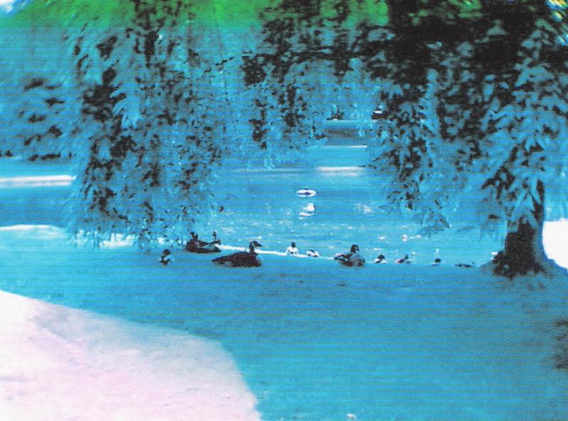 Canadian geese resting; DISPLAY FULL IMAGE.