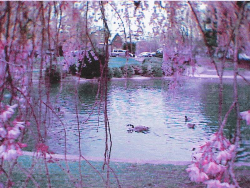 Canadian goose  swimming; DISPLAY FULL IMAGE.