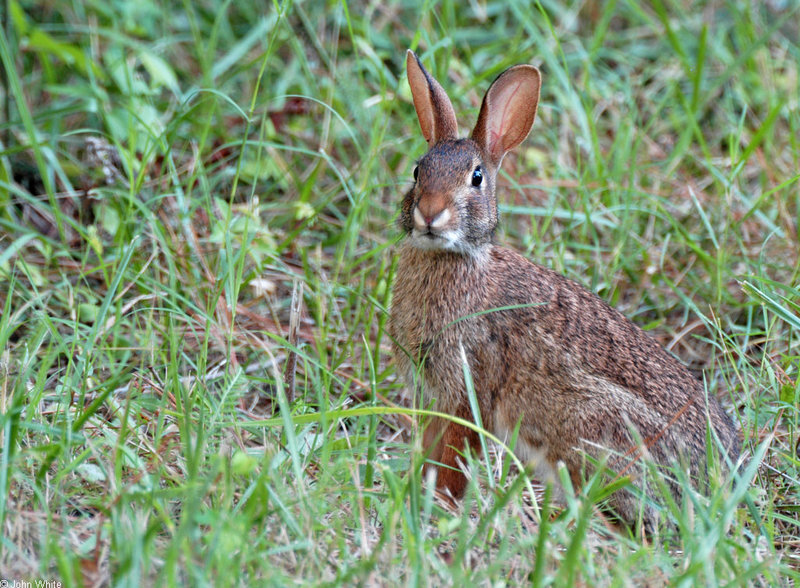 Eastern Cottontail (Sylvilagus floridanus) 0001; DISPLAY FULL IMAGE.