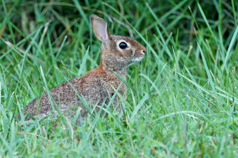 Eastern Cottontail (Sylvilagus floridanus) 0002; DISPLAY FULL IMAGE.