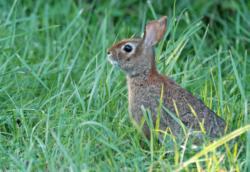 Eastern Cottontail (Sylvilagus floridanus) 0003; DISPLAY FULL IMAGE.